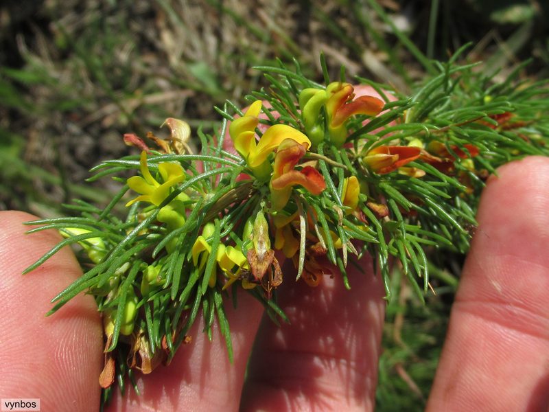 Aspalathus spinifera, photographed by Chris Vynbos