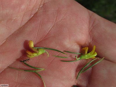 Aspalathus spinifera, photographed by Chris Vynbos