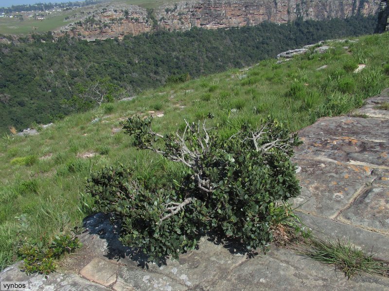 Apodytes abbottii, photographed by Chris Vynbos