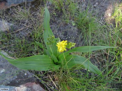 Hypoxis colchicifolia, photographed by Chris Vynbos