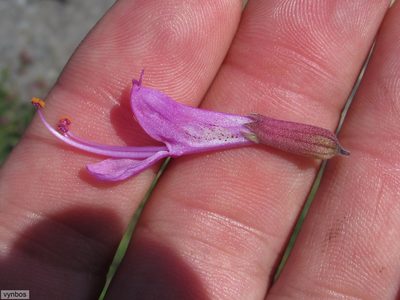 Syncolostemon rotundifolius, photographed by Chris Vynbos