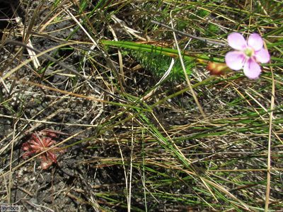 Drosera natalensis, photographed by Chris Vynbos