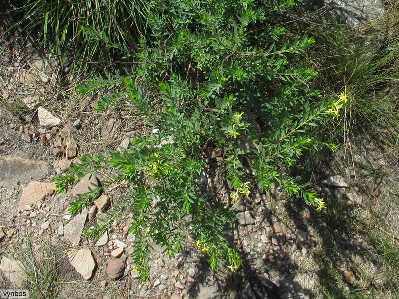 Lasiosiphon triplinervis, photographed by Chris Vynbos