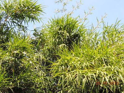 Guadua paniculata, photographed by Francisco Farriols Sarabia