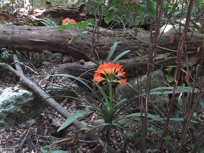Clivia miniata, photographed by Chris Vynbos