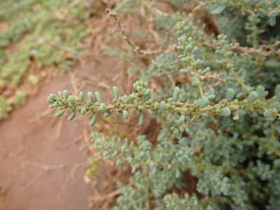 Suaeda vermiculata, photographed by Duarte Frade