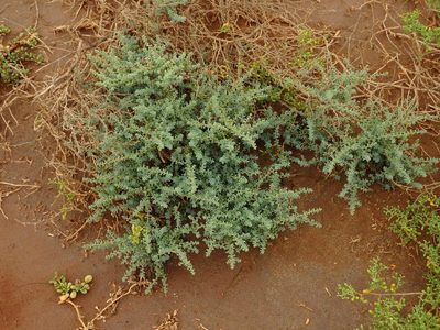 Suaeda vermiculata, photographed by Duarte Frade