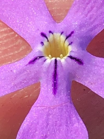Lyperia violacea, photographed by Dave U
