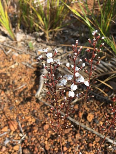 Stylidium amoenum, photographed by Samuel Brown