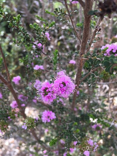 Kunzea recurva, photographed by Samuel Brown