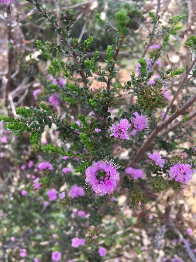 Kunzea recurva, photographed by Samuel Brown