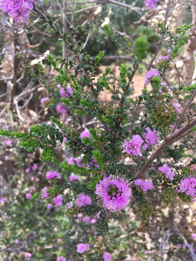 Kunzea recurva, photographed by Samuel Brown