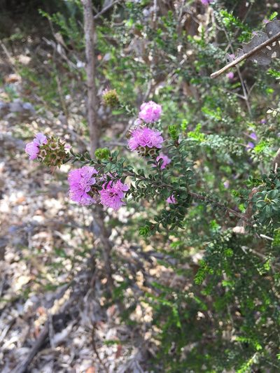 Kunzea recurva, photographed by Samuel Brown