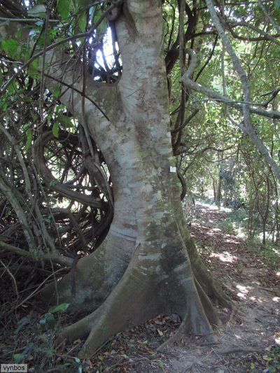 Celtis gomphophylla, photographed by Chris Vynbos