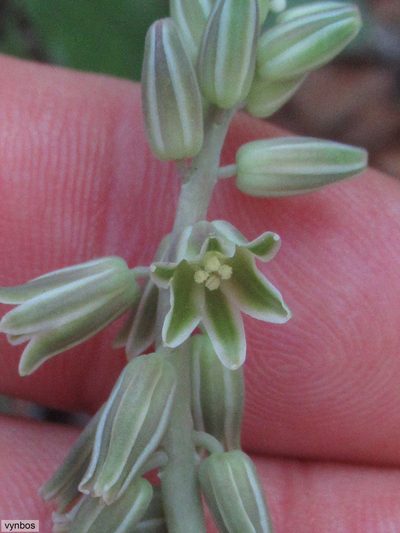 Resnova humifusa, photographed by Chris Vynbos