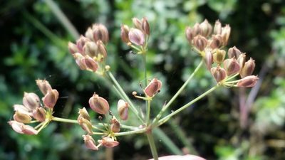 Tiedemannia filiformis, photographed by Jay Horn