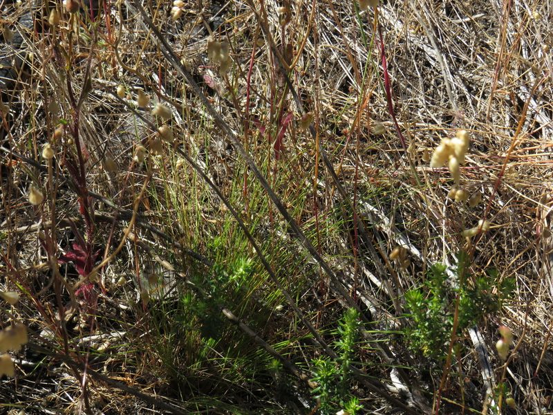 Ficinia filiformis, photographed by Jeremy Gilmore