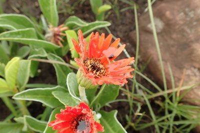 Gerbera aurantiaca, photographed by Peter Warren