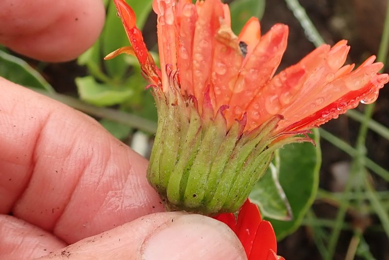 Gerbera aurantiaca, photographed by Peter Warren