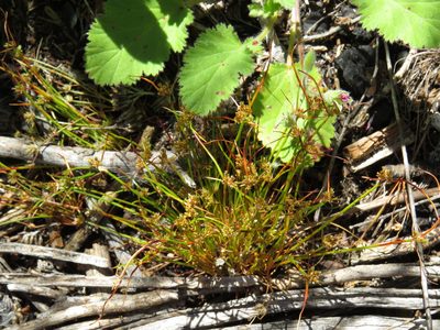 Isolepis marginata, photographed by Jeremy Gilmore