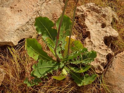 Launaea intybacea, photographed by Duarte Frade