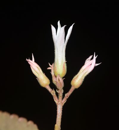 Kalanchoe olivacea, photographed by S.MORE