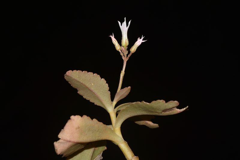 Kalanchoe olivacea, photographed by S.MORE