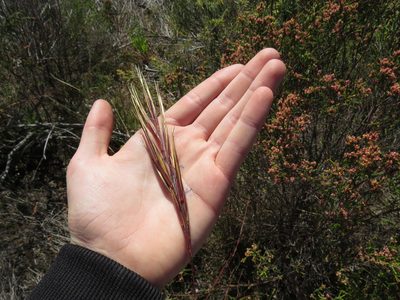 Pseudopentameris caespitosa, photographed by Jeremy Gilmore