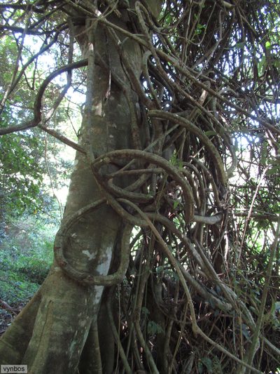 Celtis gomphophylla, photographed by Chris Vynbos