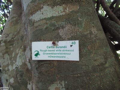 Celtis gomphophylla, photographed by Chris Vynbos