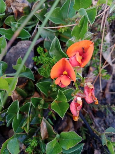 Podolobium procumbens, photographed by Nina Kerr