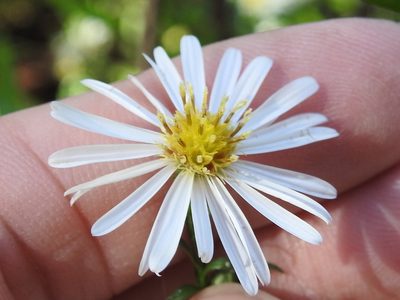 Symphyotrichum eulae, photographed by Sam Kieschnick