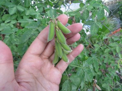 Crotalaria incana, photographed by Ben Machado
