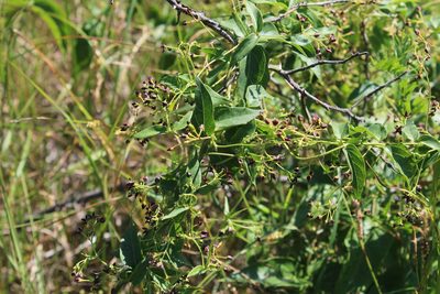 Vincetoxicum scandens, photographed by Dmitriy Bochkov