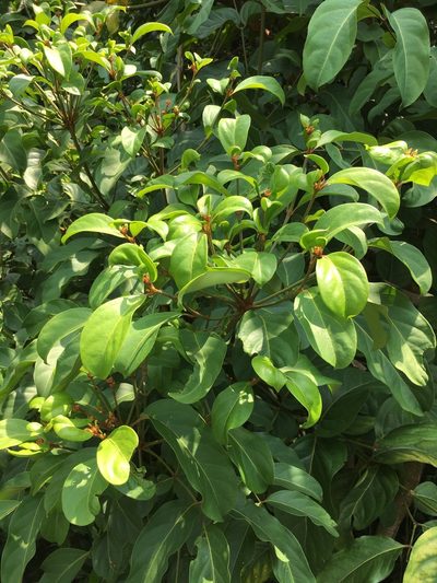 Polyscias diversifolia, photographed by Tim Park