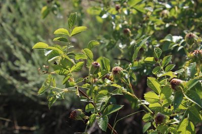 Rosa corymbifera, photographed by Dmitriy Bochkov