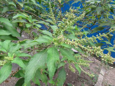 Ocimum basilicum, photographed by Diogo Luiz