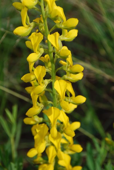 Argyrolobium baptisioides, photographed by Charles Stirton