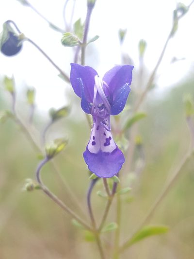 Trichostema suffrutescens, photographed by Alex Abair