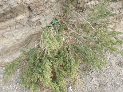 Brickellia longifolia, photographed by Amy