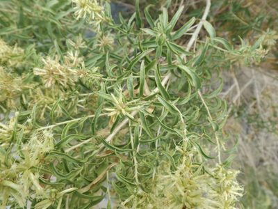 Brickellia longifolia, photographed by Amy