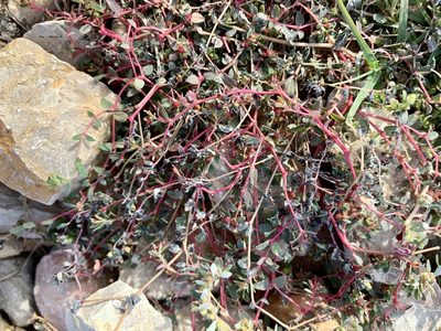 Euphorbia vermiculata, photographed by CK2AZ