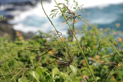 Desmanthus pernambucanus, photographed by Eric Knight