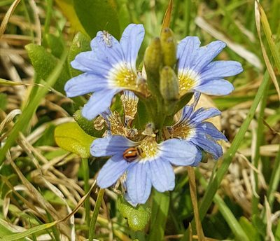 Scaevola calendulacea, photographed by Vale Jenny Conolly