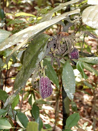 Thottea grandiflora, photographed by Cheongweei Gan