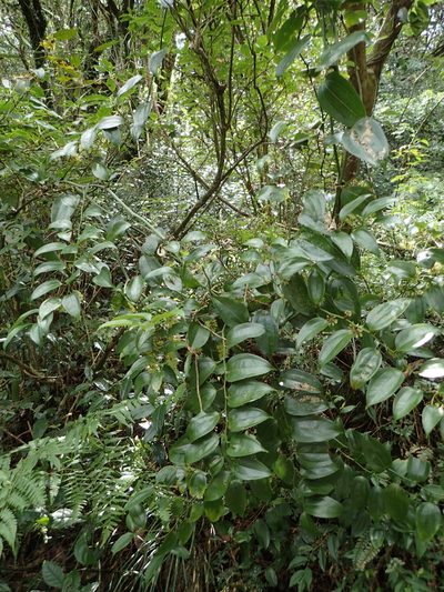 Smilax lanceifolia, photographed by 葉子