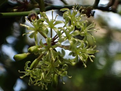 Smilax lanceifolia, photographed by 葉子