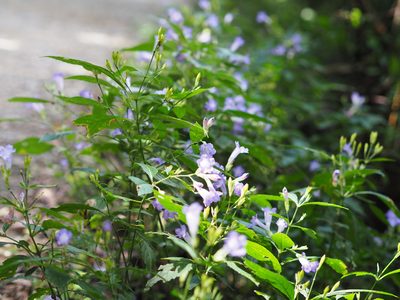 Strobilanthes formosana, photographed by 葉子