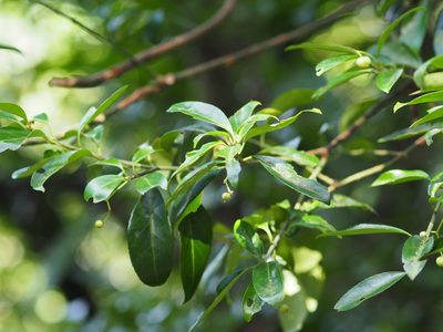 Euonymus spraguei, photographed by 葉子