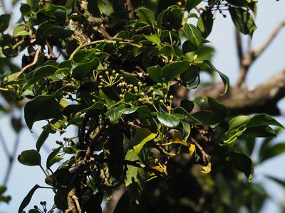 Hedera rhombea, photographed by 葉子